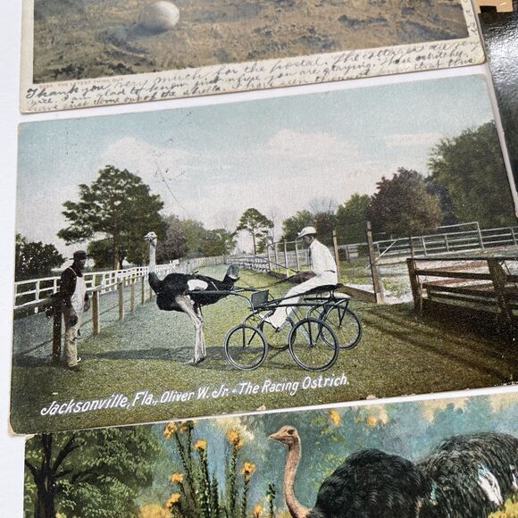 Ostrich Postcard Lot 12pcs Ephemera Paper Crafts Scrapbooking - Picture 4 of 13